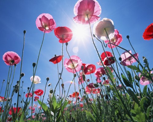 Red_Flower_and_Sunlight_6966_1280_1024