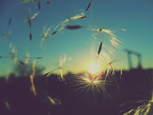 dandelion_sunset_by_lady_deliah-d4bltds
